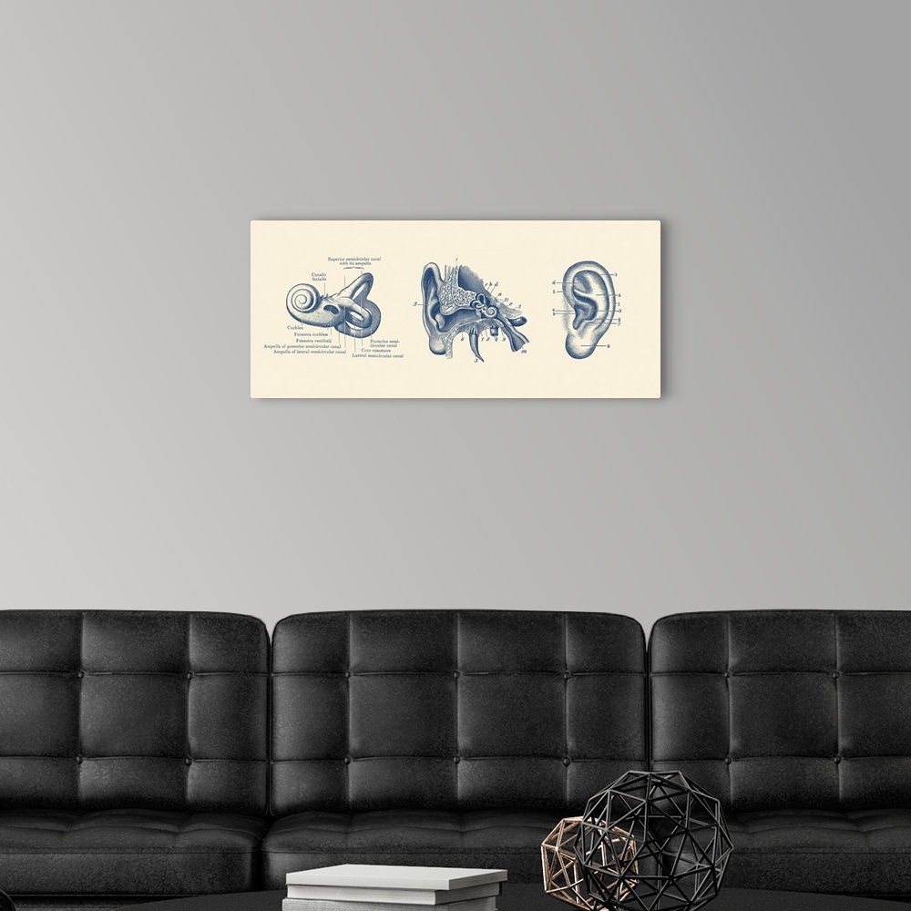 A modern room featuring Vintage anatomy print showing three views of the human ear.