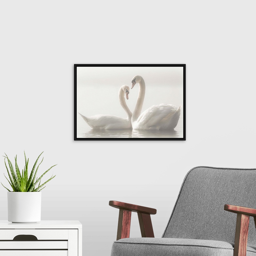 A modern room featuring Two Mute Swans swim closely together, their arched necks creating the image of a heart.
