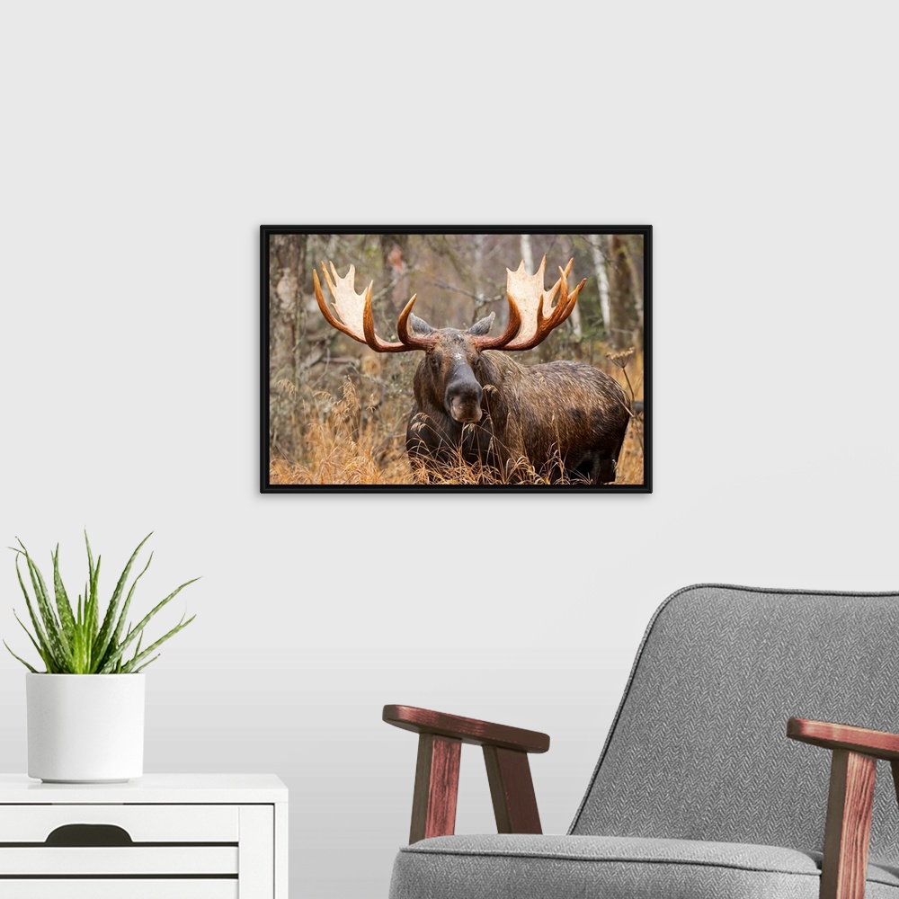A modern room featuring Bull moose (alces alces) in rutting season; Anchorage, Alaska, United States of America