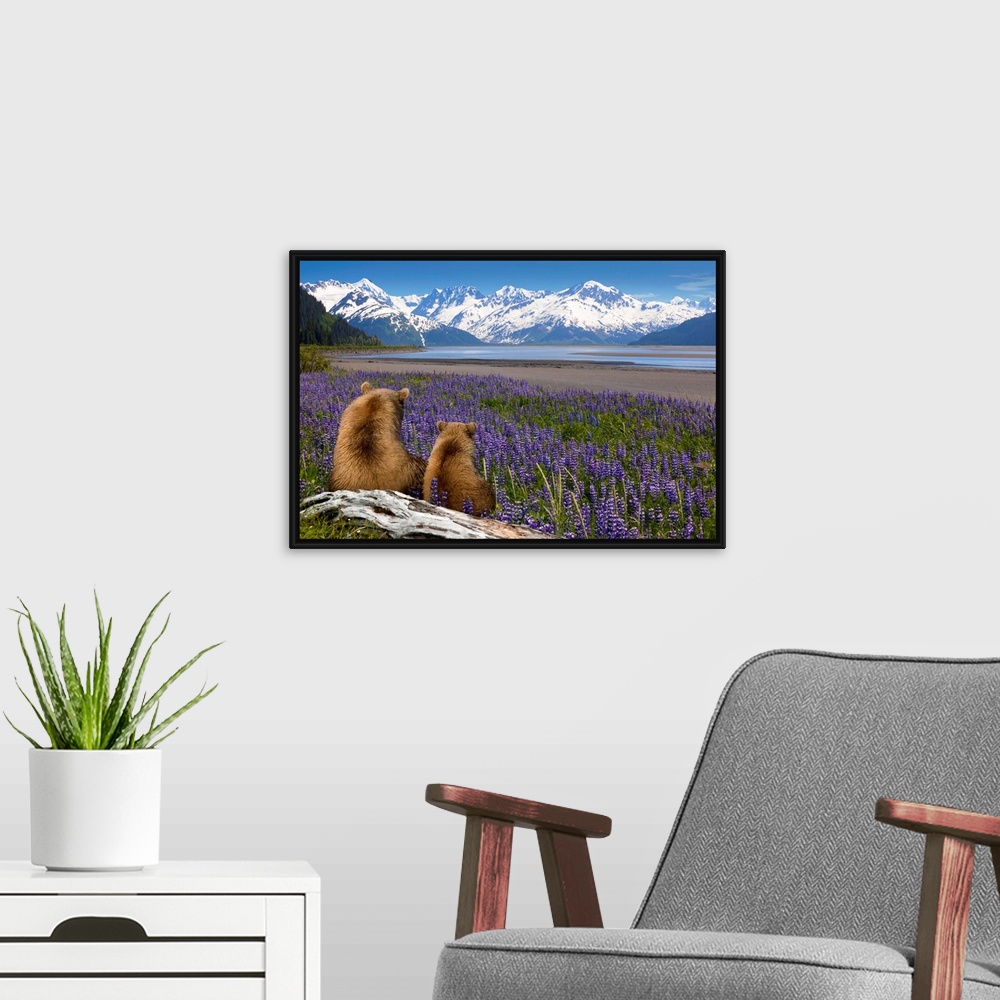 A modern room featuring Composite, Grizzly Sow & cub sit in lupine along Seward Highway, Turnagain Arm, Southcentral Alas...
