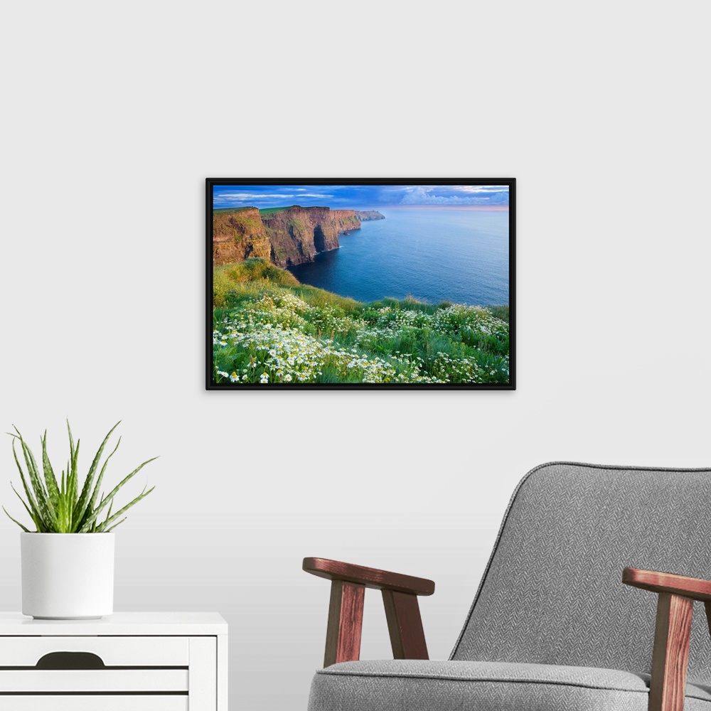 A modern room featuring Summer Daisies Growing In Abundance On Cliffs Of Moher, County Clare, Ireland