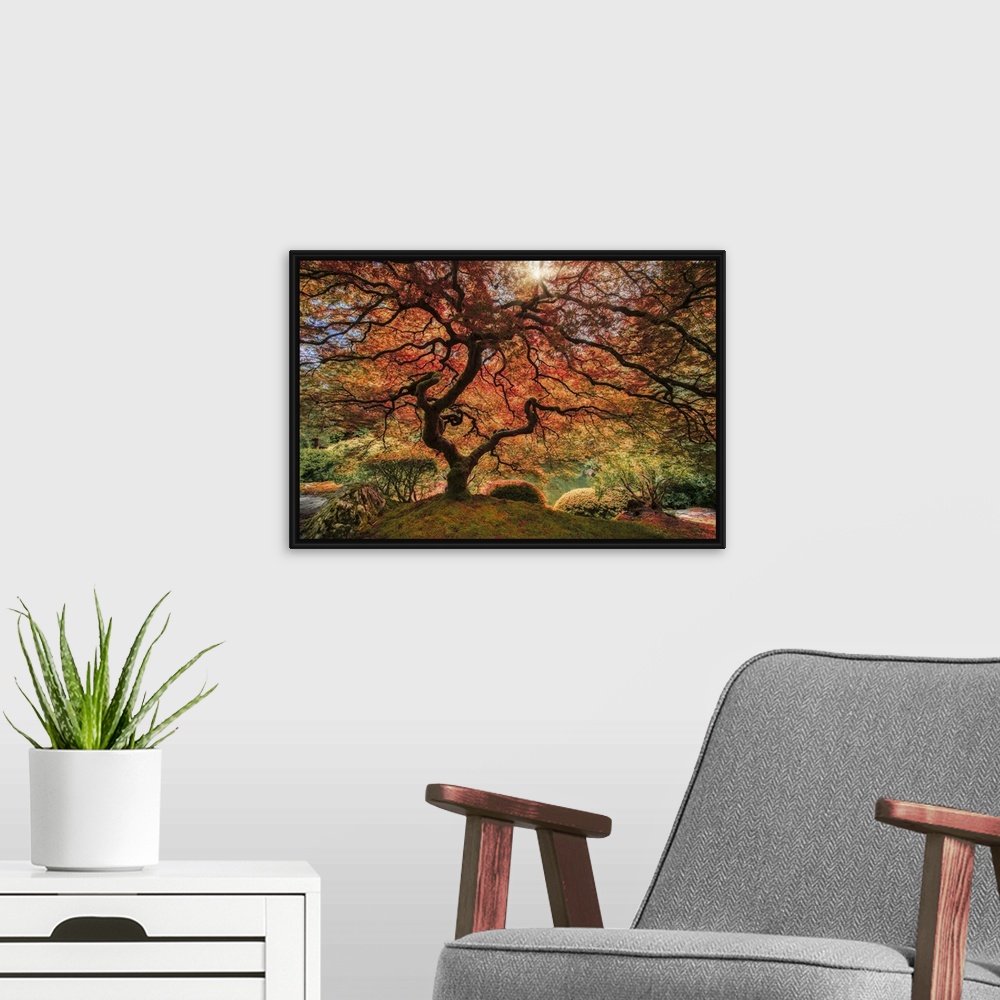 A modern room featuring An artistic photograph of an old Japanese maple tree in autumn foliage in a zen garden.