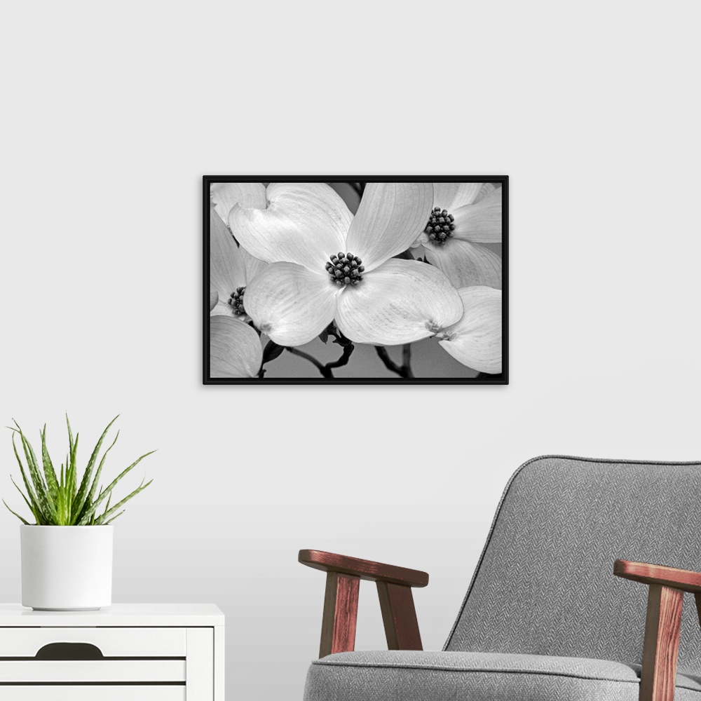 A modern room featuring Close up, horizontal photograph of dogwood blossoms.