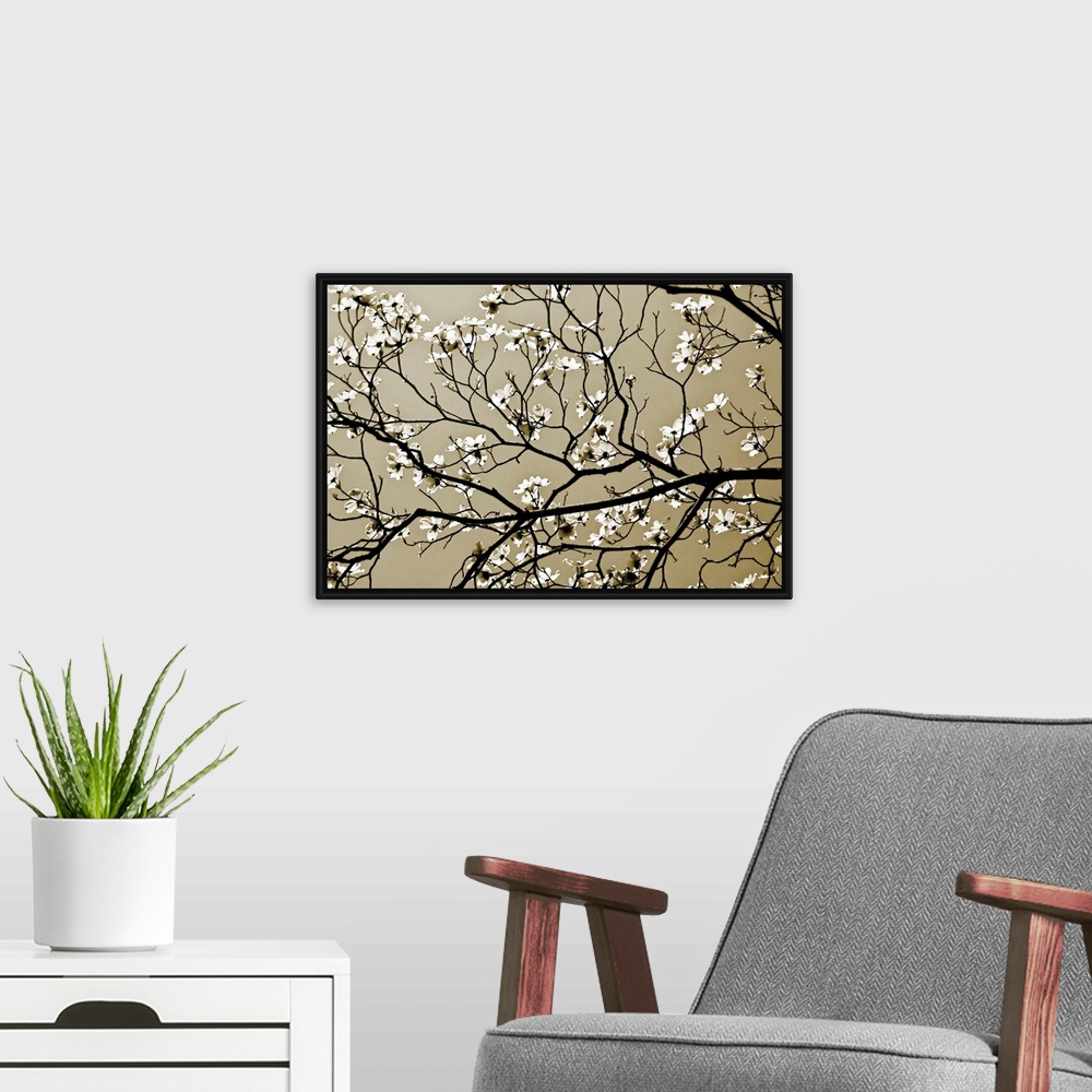 A modern room featuring A close up of branches silhouetted against the sky with offshoots of new spring blossoms.