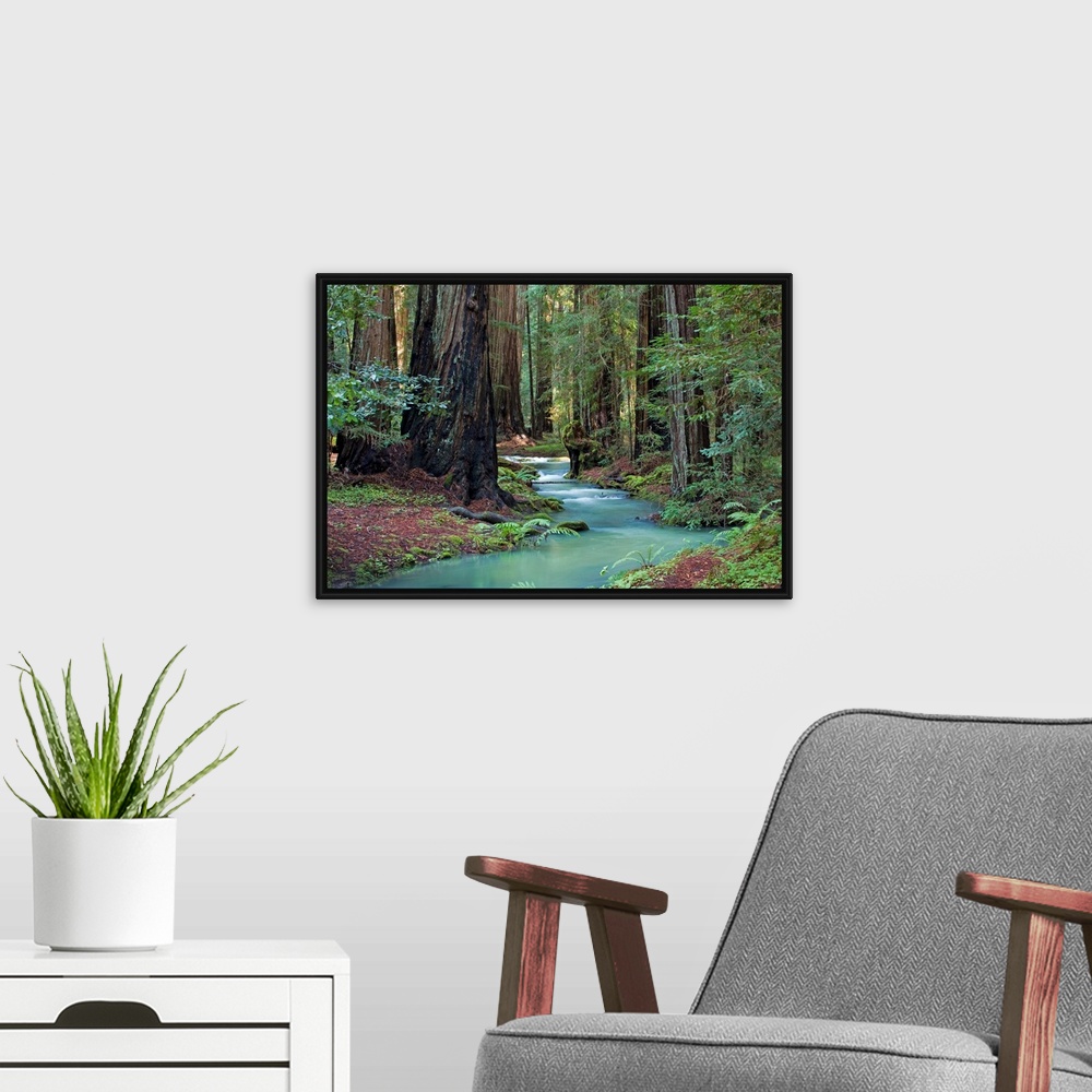 A modern room featuring A small stream cuts through a thick forest and is lined by immense redwood trees.