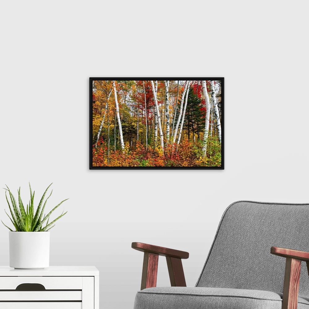 A modern room featuring Fine art photography of multi colored birch trees in the Fall.