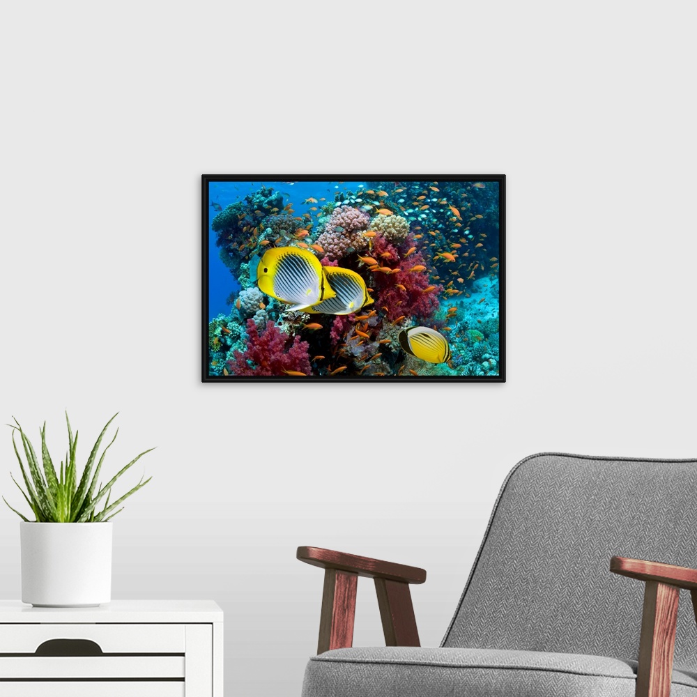 A modern room featuring A photograph taken under water with different types of fish swimming in front of multi colored co...