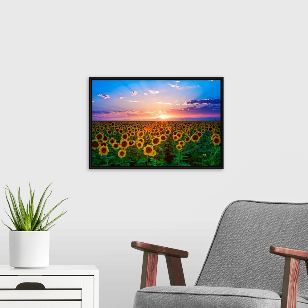 A modern room featuring The sun goes down over a field of flowers in this landscape photograph wall art for the home or o...