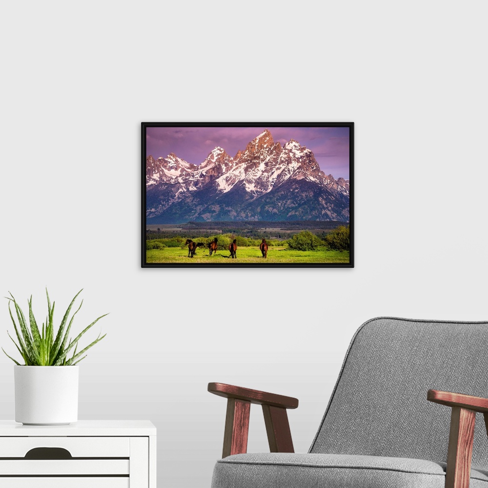 A modern room featuring Wild Horses running, Grand Teton National Park, Wyoming