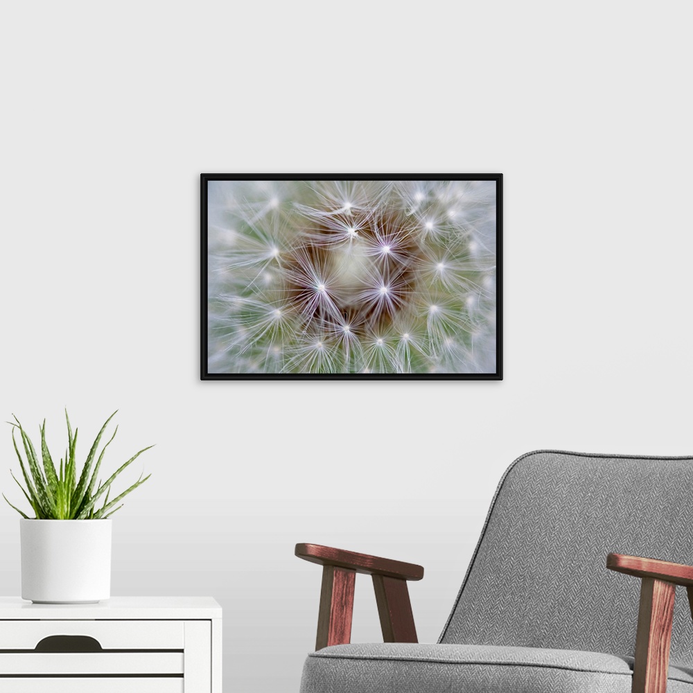 A modern room featuring Macro photography of an extreme close up of dandelion seeds.