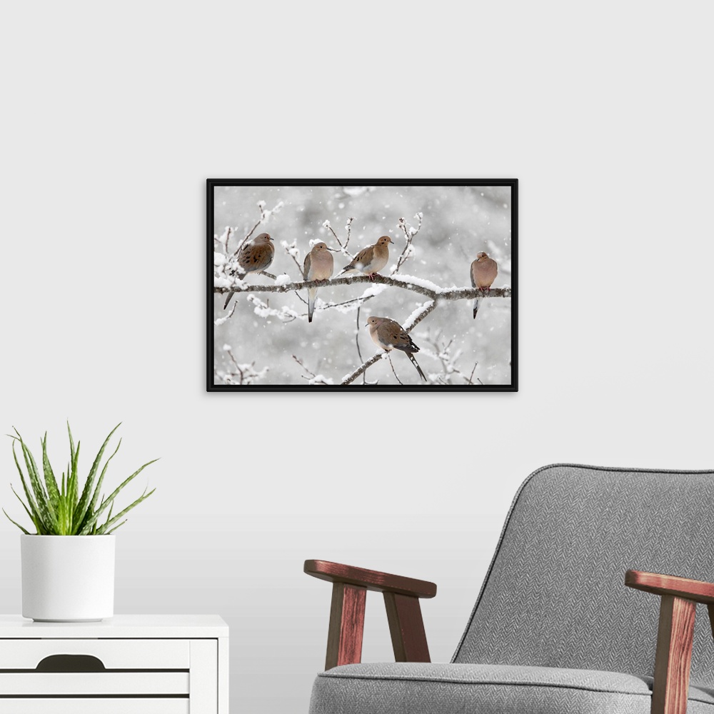 A modern room featuring Horizontal, large photograph of five mourning doves on a snow covered branch in Nova Scotia, Canada.