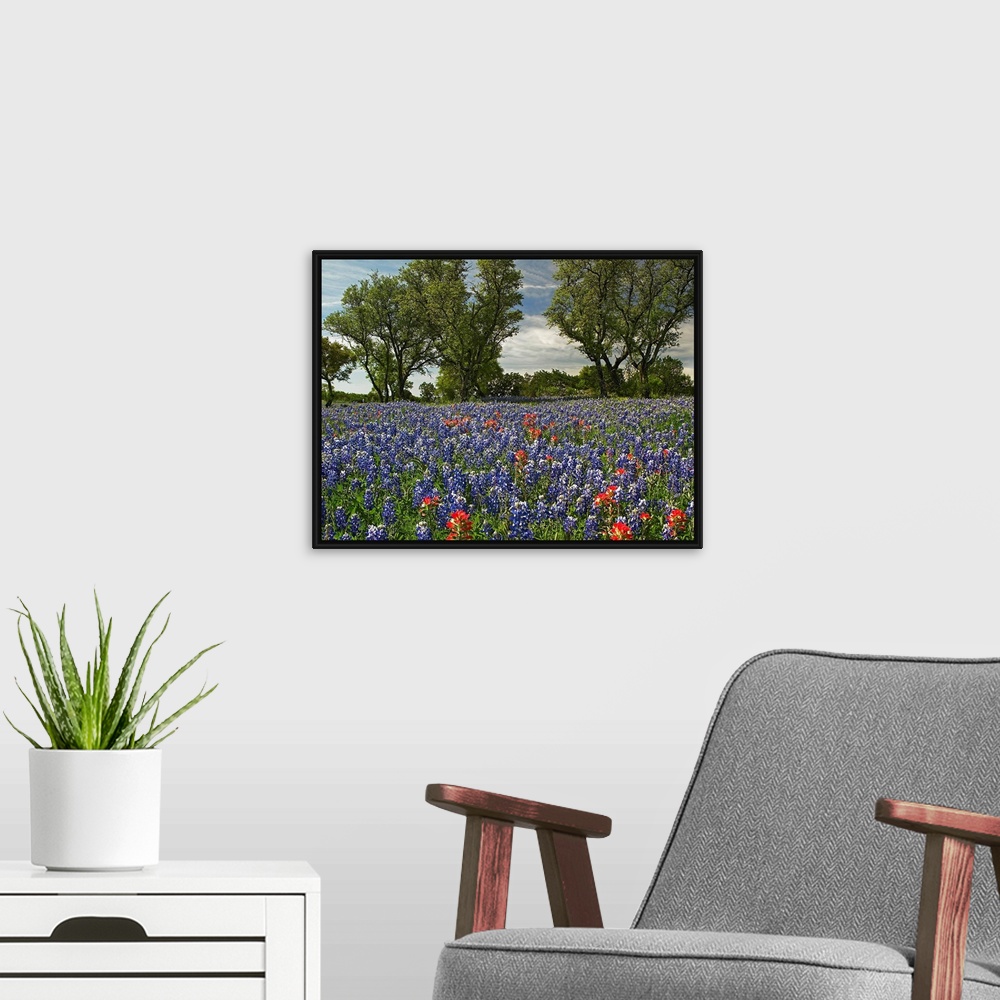 A modern room featuring Huge photograph shows a field covered with brightly colored flowers extending throughout the enti...