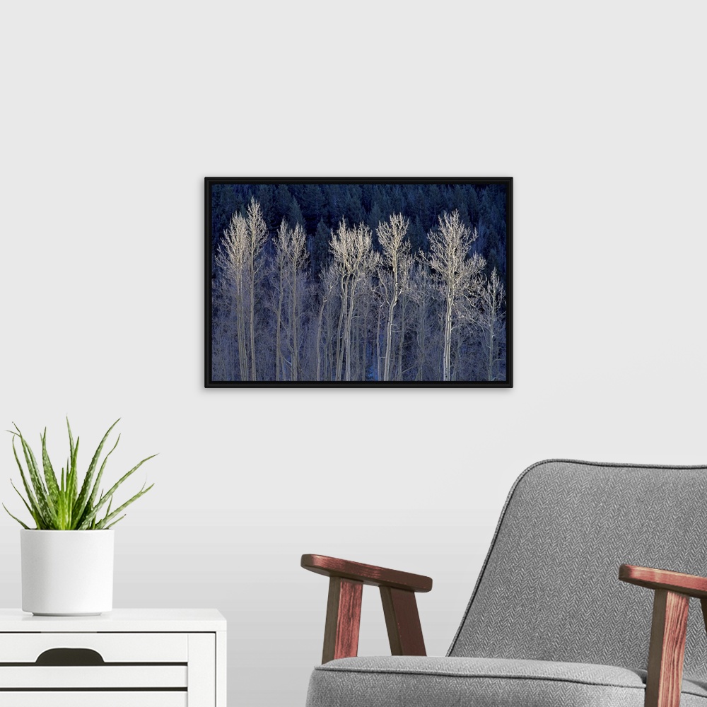 A modern room featuring Photograph of bare forest trees with leaf covered trees in distance.