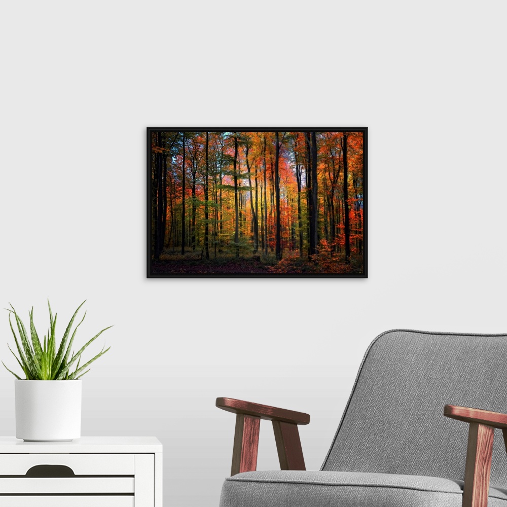 A modern room featuring Wall art of a landscape photograph of slender, straight trees in a forest with a rainbow of autum...
