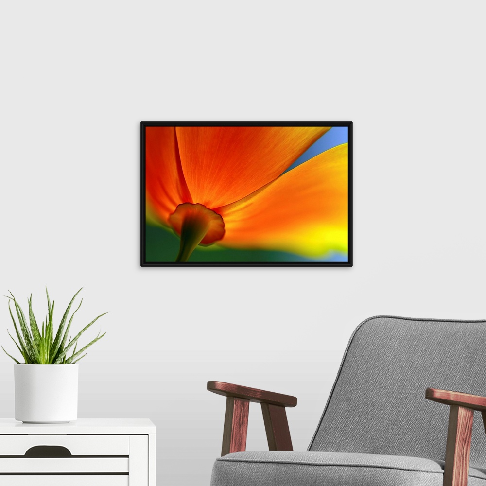 A modern room featuring A close up photograph of a flower blossom taken from below and behind near the stem in this flora...
