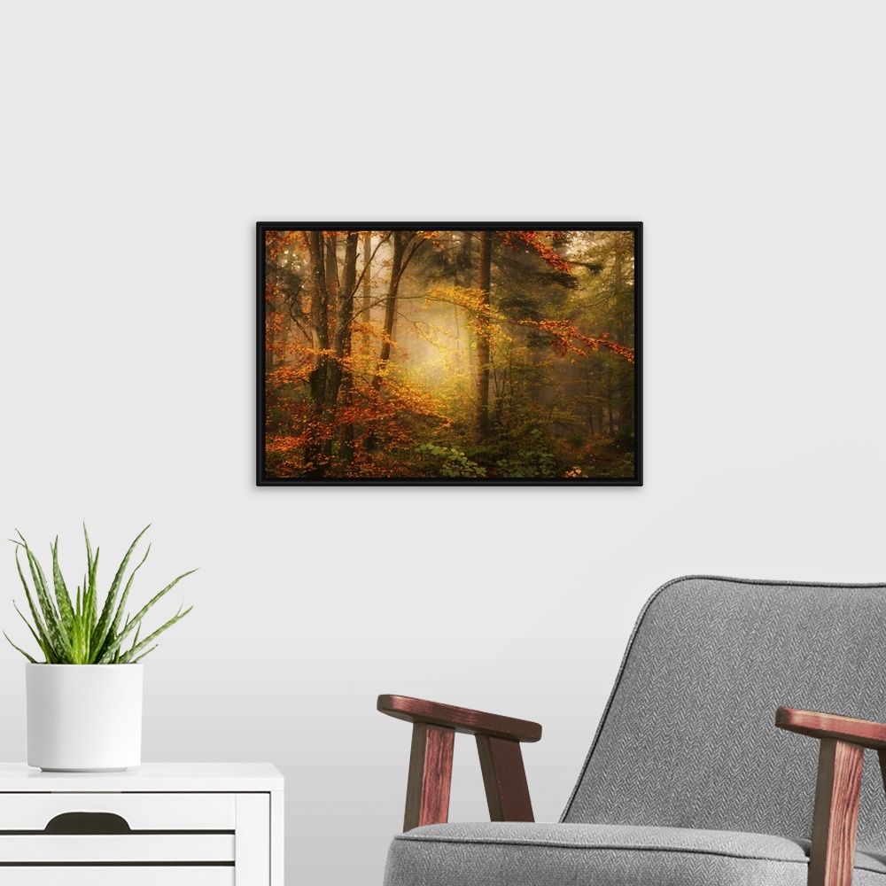 A modern room featuring Mist in a forest appearing to glow with golden light, surrounded by orange leaves.