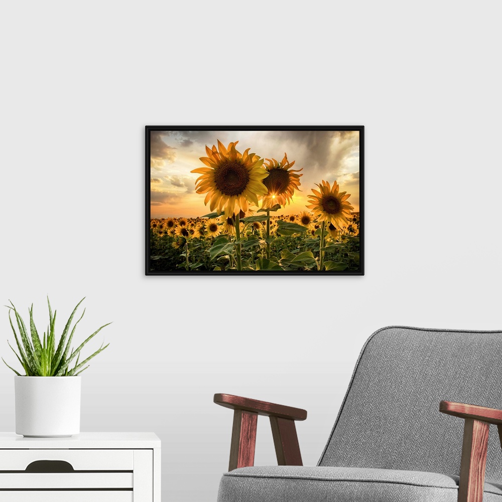 A modern room featuring Sunflower field at sunset with a beautiful sun starburst.