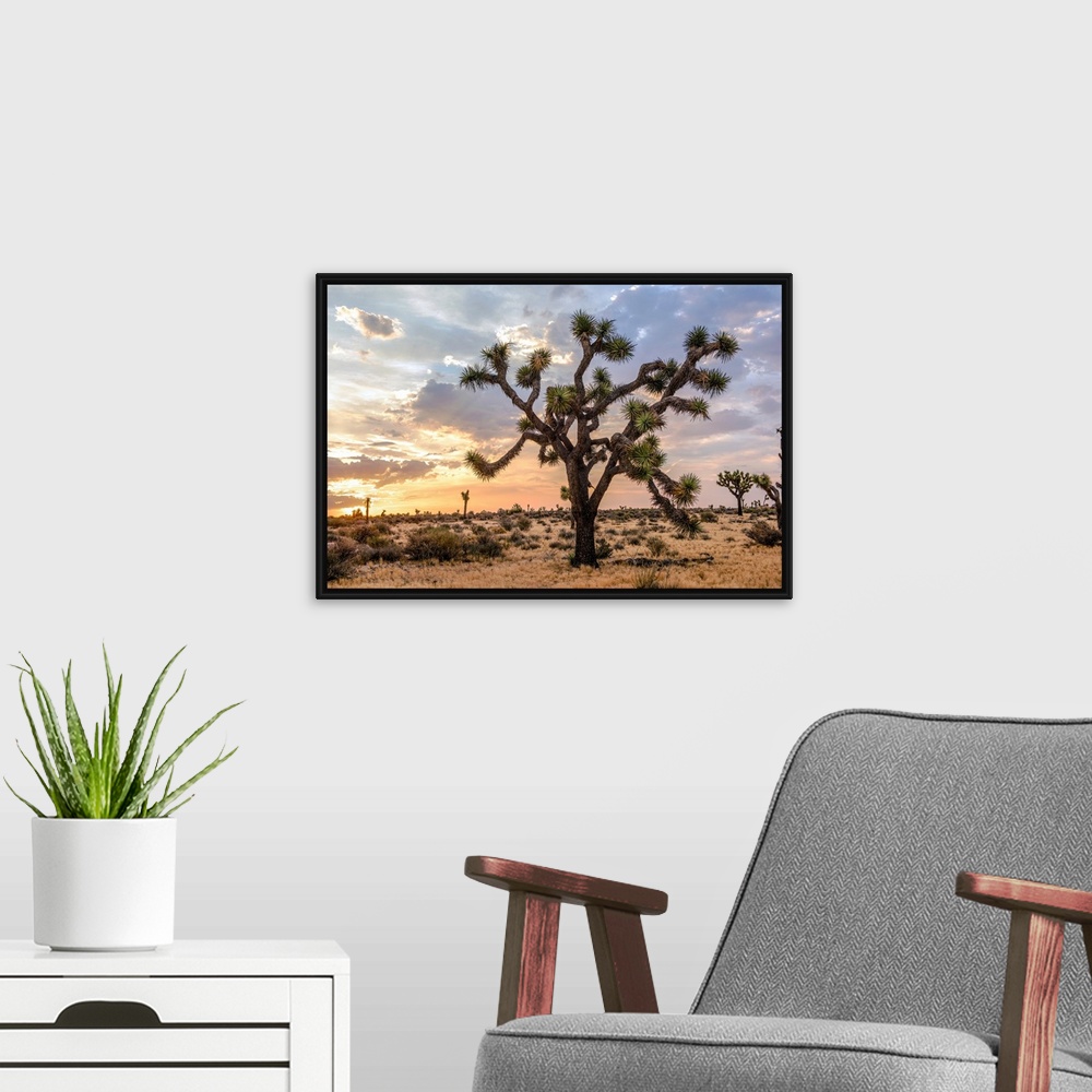 A modern room featuring View of a large Joshua tree and desert vegetation after dawn in California.