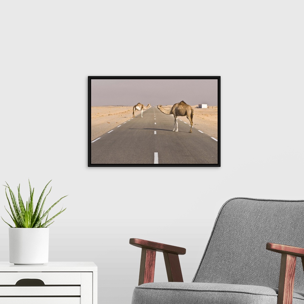 A modern room featuring Camels standing on the road between Nouadhibou and Nouakchott, Mauritania, Africa