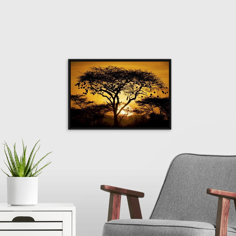 A modern room featuring Large, landscape photograph of a tree and bushes of an African landscape, silhouetted by the sett...