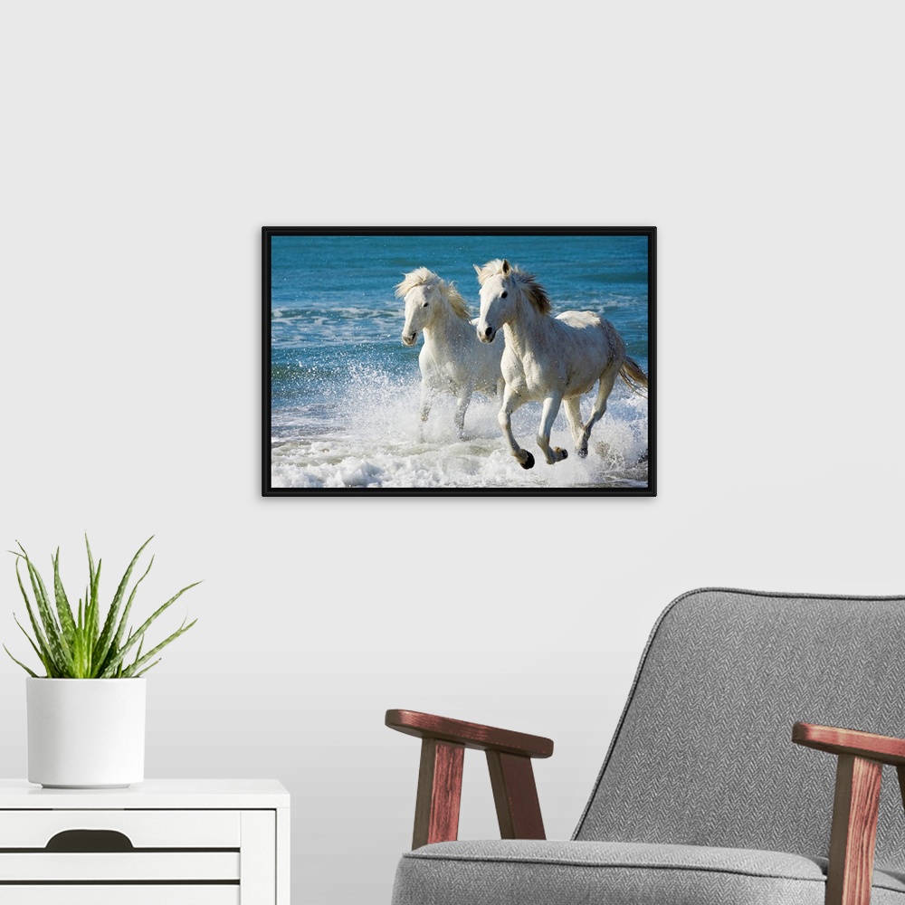 A modern room featuring Giant photograph of two Camargue horses galloping along the edge of the ocean on a beach in South...