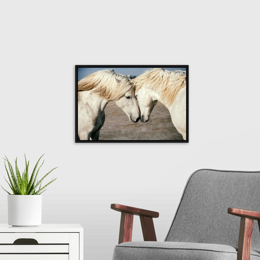 A modern room featuring Two Camargue horses loving on each other in the south of France