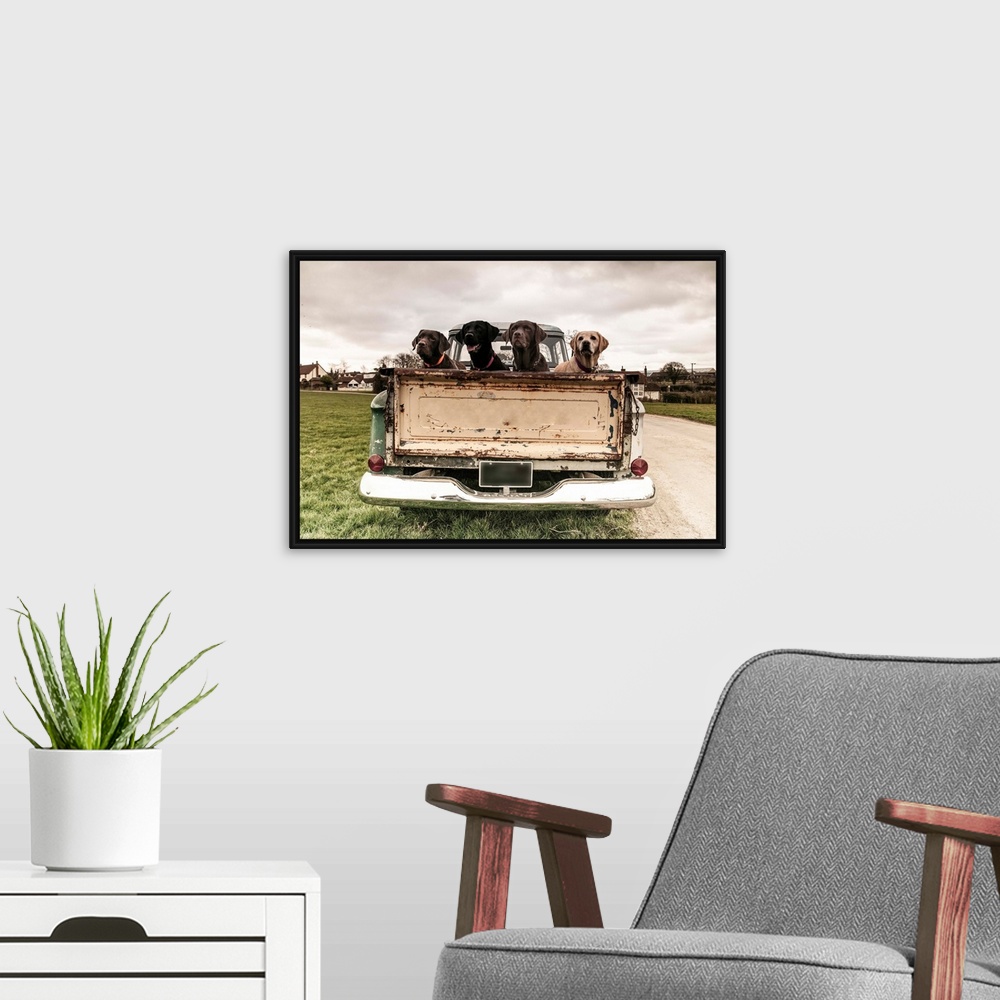 A modern room featuring Four Labradors in the back of a vintage truck.