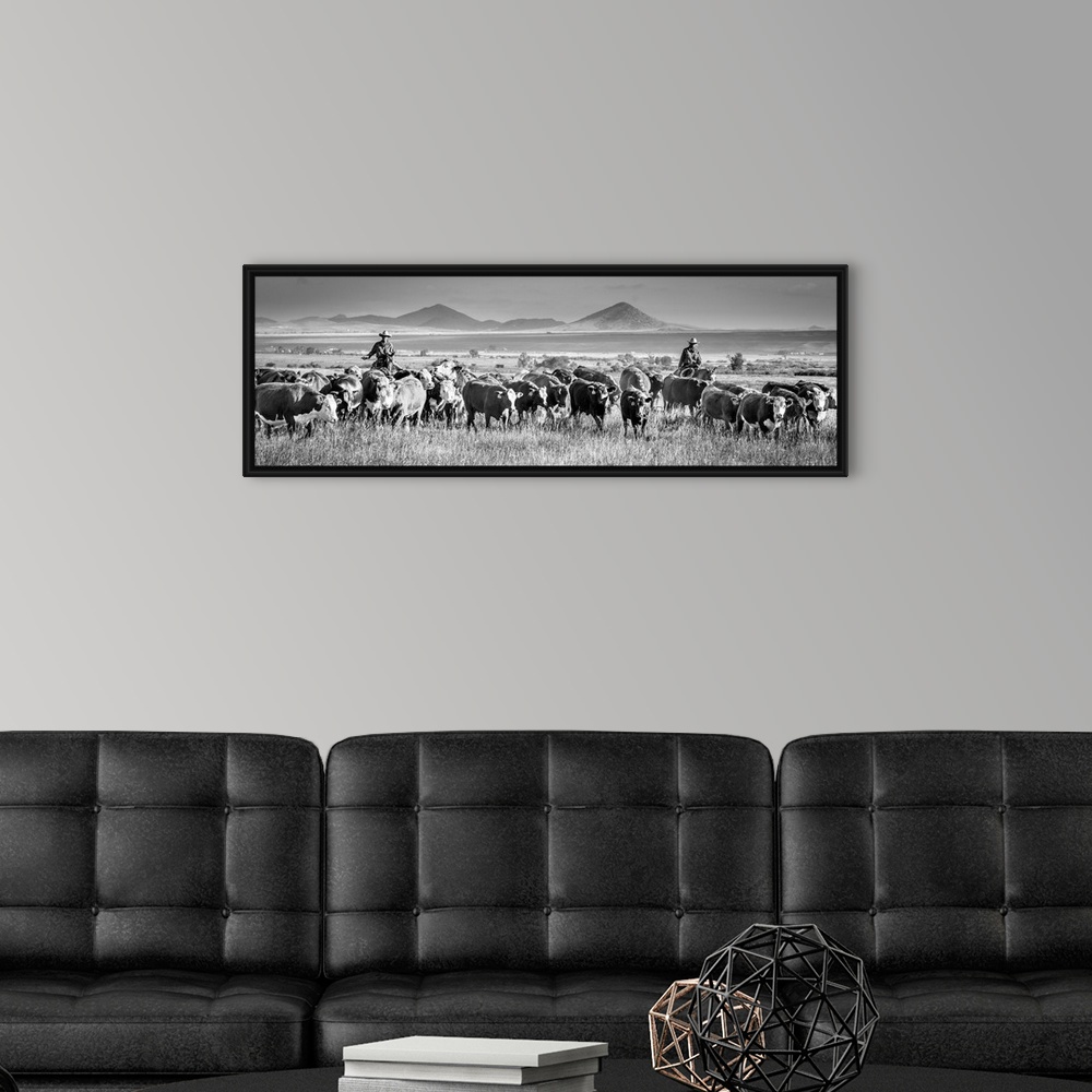 A modern room featuring Black and white panoramic photograph of two cowboys herding cattle.