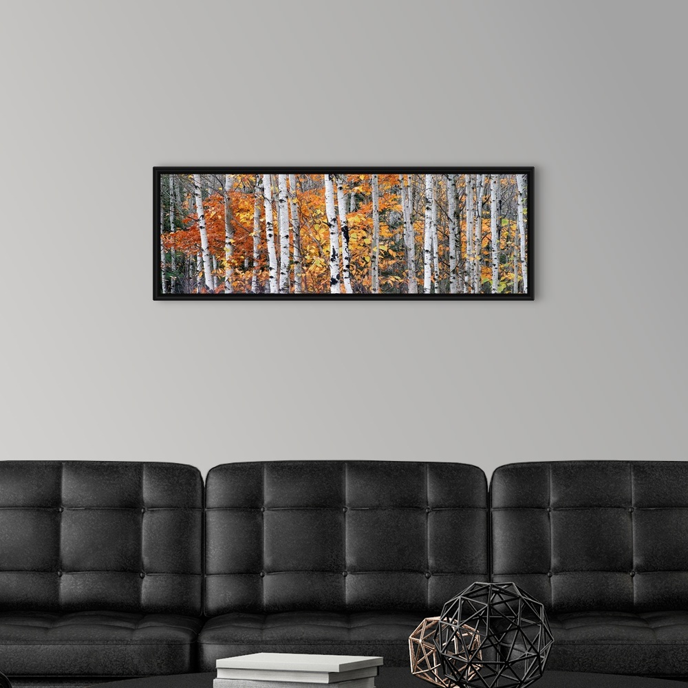 A modern room featuring Panoramic photograph of tall bare lightly colored tree barks surrounded by autumn foliage in Onto...