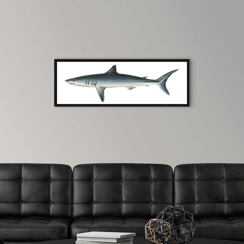 A modern room featuring Mako Shark (Isurus Oxyrinchus)