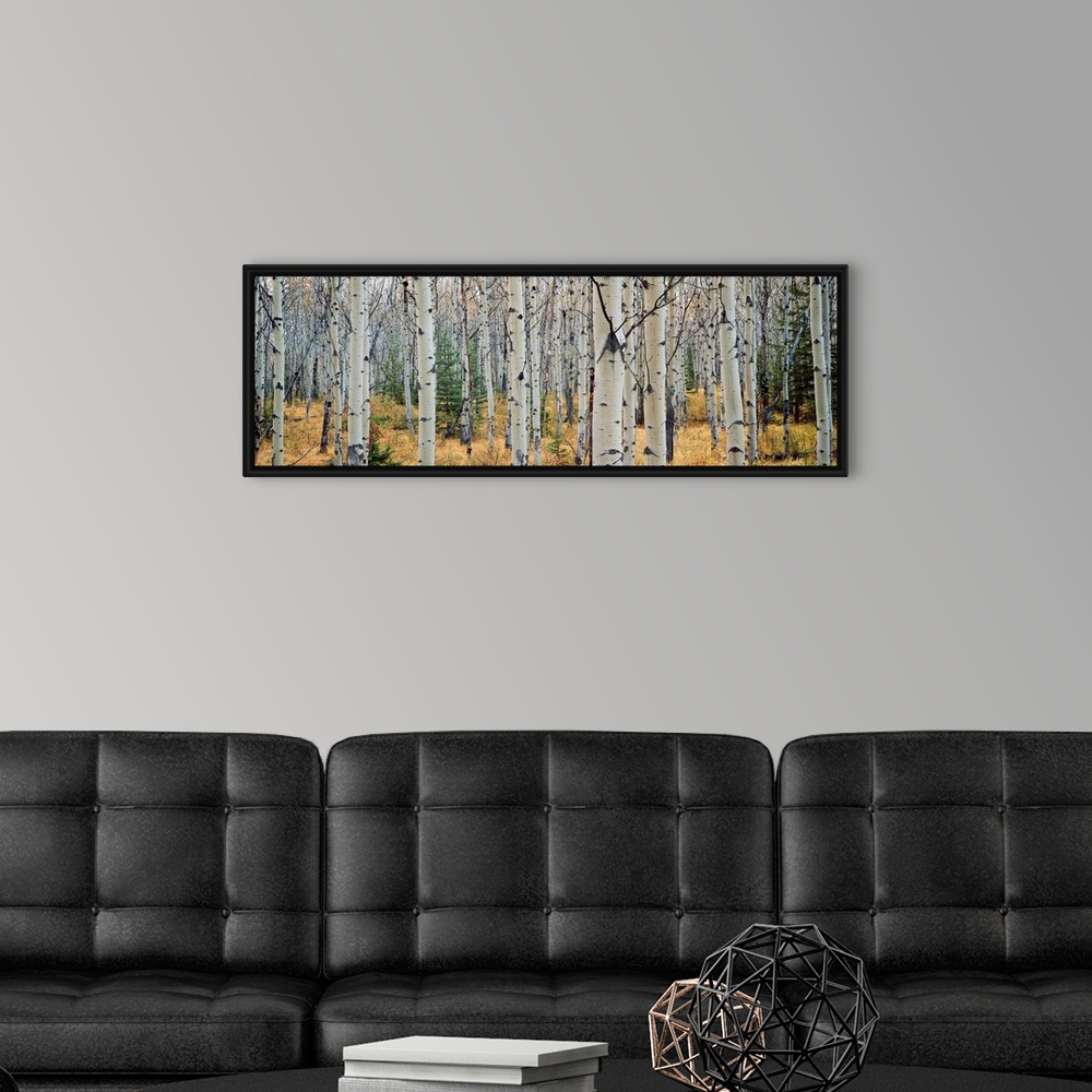 A modern room featuring This wall art is a panoramic photograph of a forest of white barked trees growing in the Canadian...
