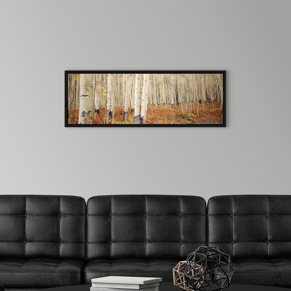 A modern room featuring Landscape, large wall picture of a dense forest of white aspen trees in Aspen, Colorado.