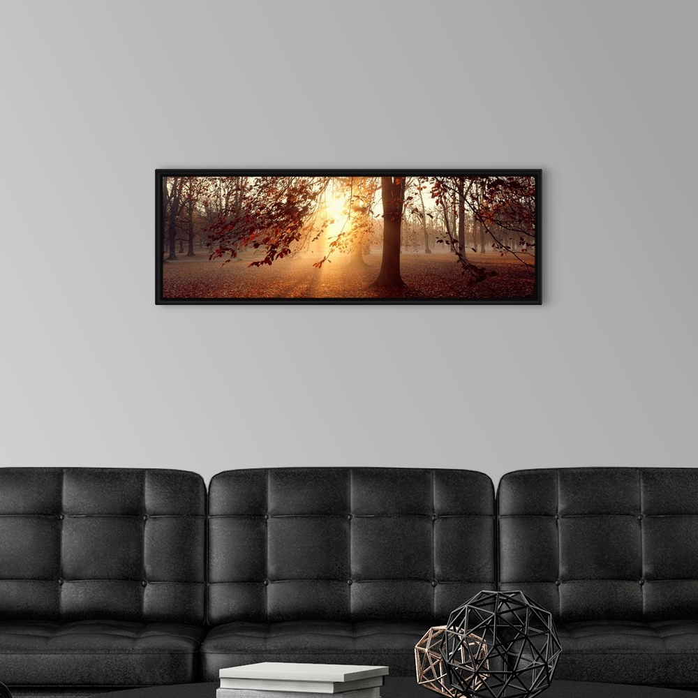 A modern room featuring Panoramic photograph of beech trees being penetrated by the bright sun in the background of a for...