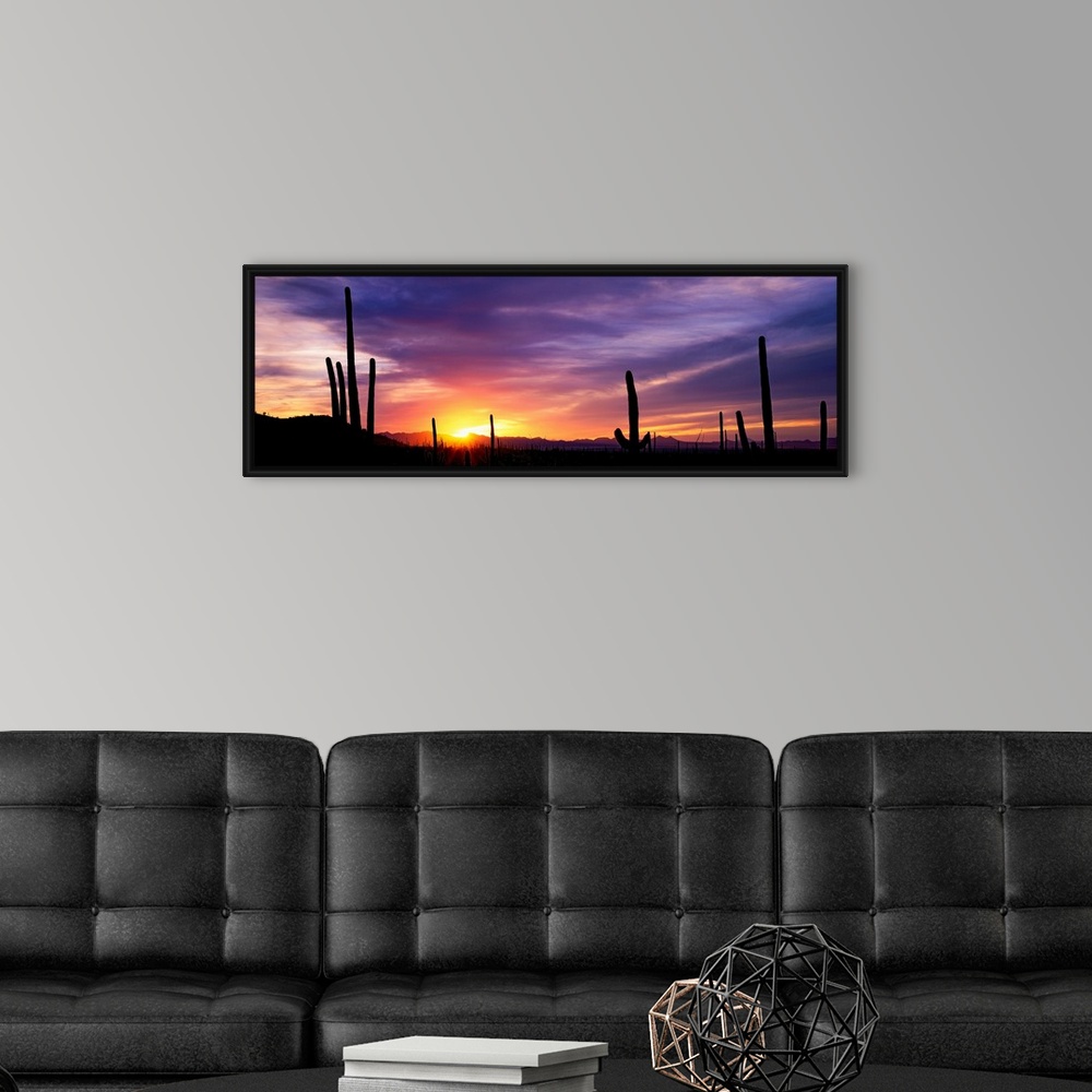 A modern room featuring Panoramic photograph shows a bare wilderness filled with the silhouettes of scattered cactus plan...