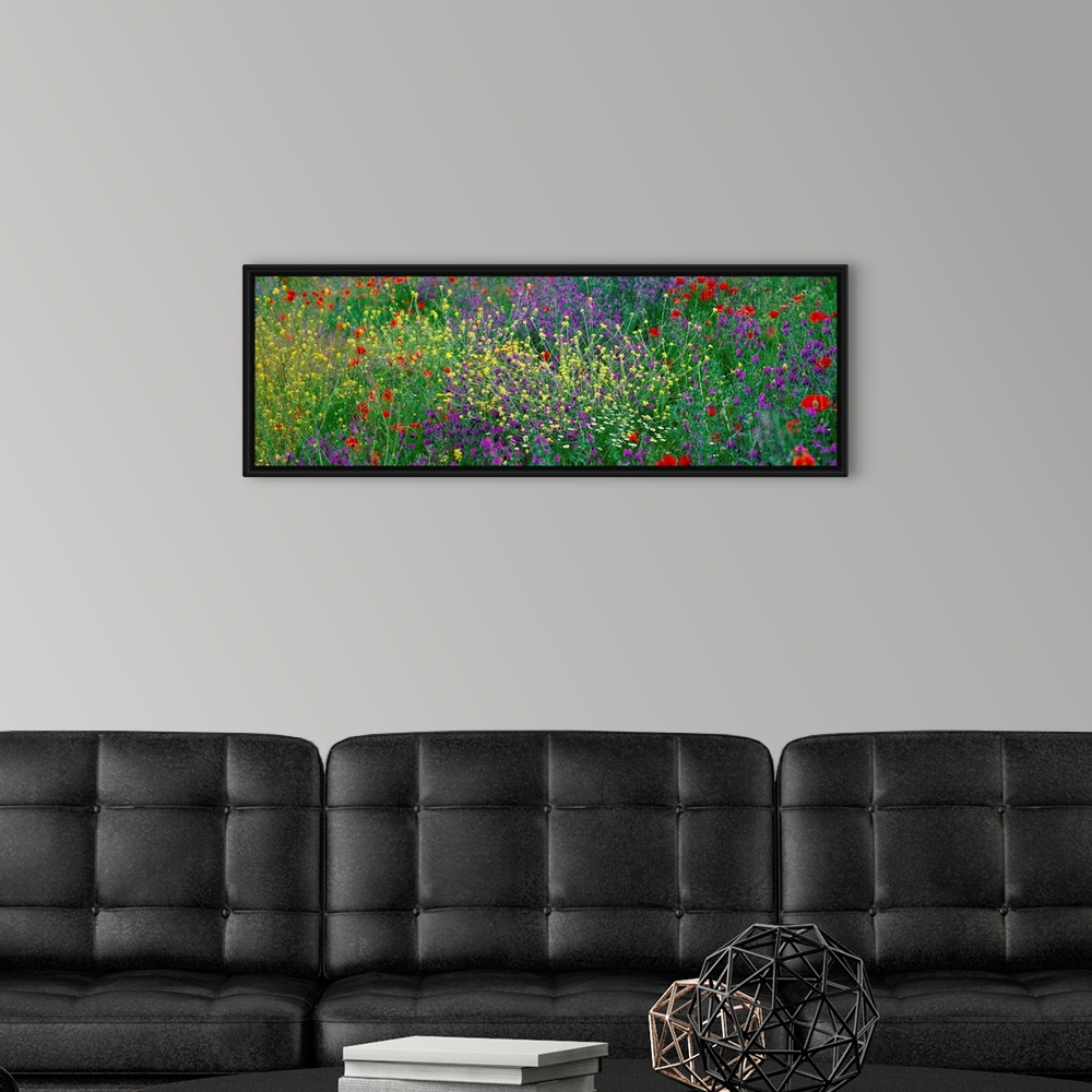 A modern room featuring Panoramic photograph of meadow of brightly colored flowers and tall grass