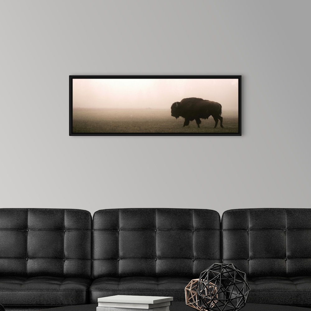 A modern room featuring A bison in a misty field at Yellowstone National Park, Wyoming.
