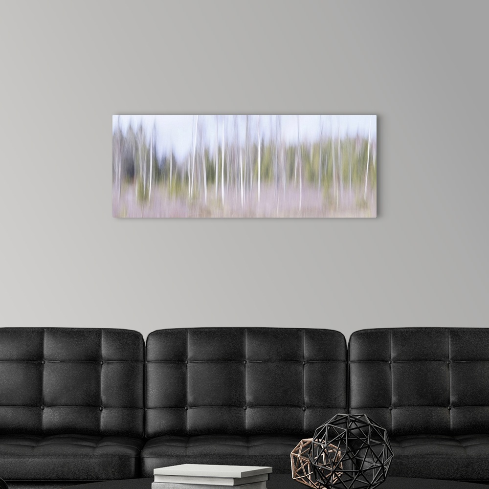 A modern room featuring Artistically blurred photo. Young birch trees in a forest in south east Sweden on a sunny winter ...
