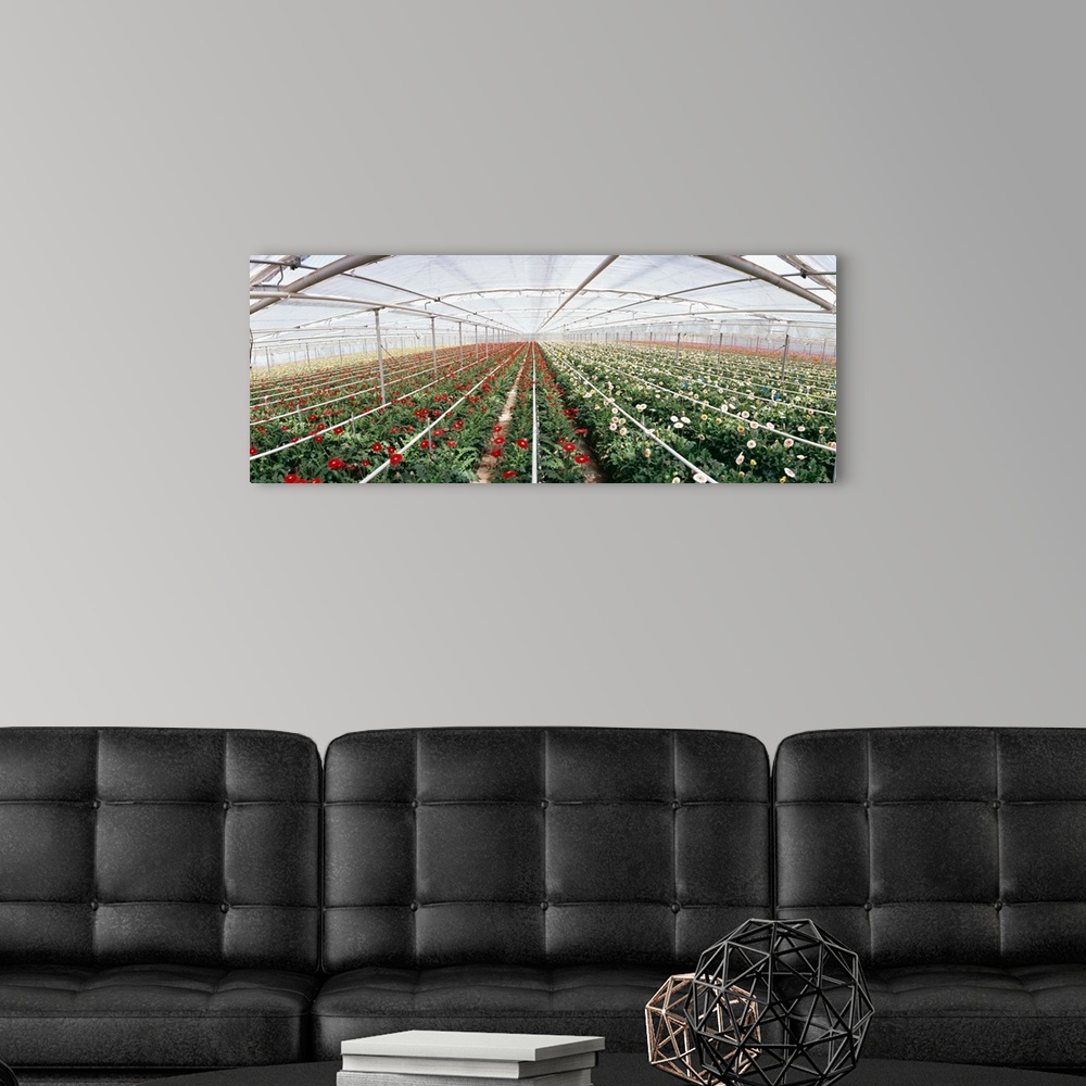 A modern room featuring Daisy flowers in a greenhouse Carpinteria Santa Barbara County California