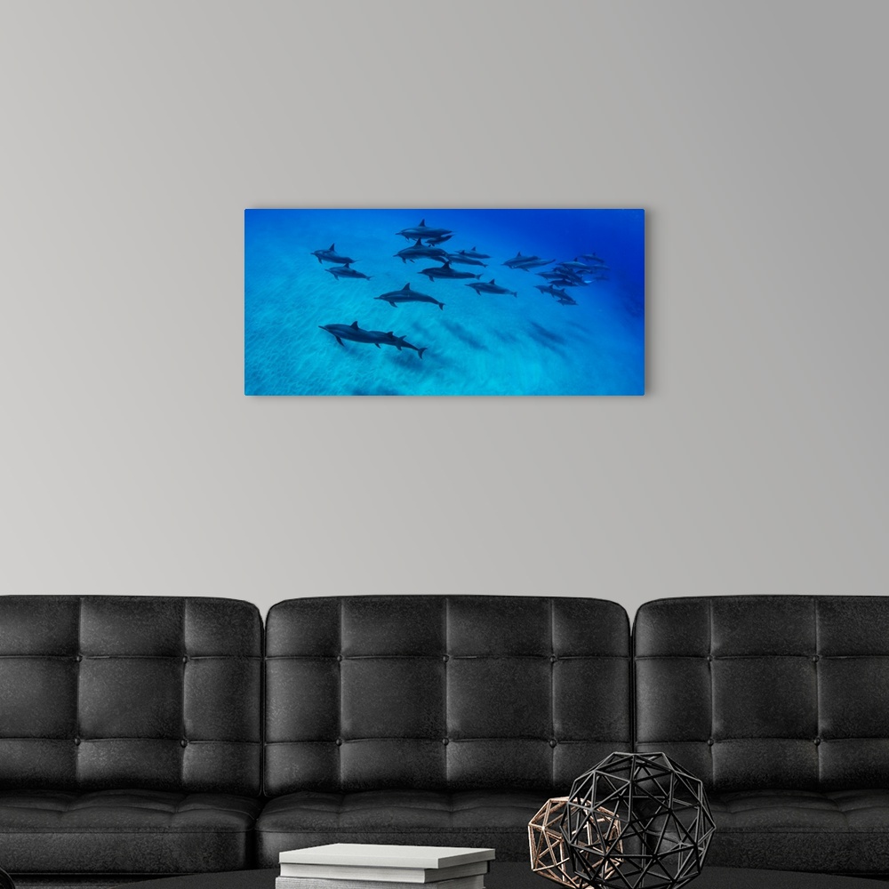 A modern room featuring School of dolphins swimming in Pacific Ocean, Hawaii, USA