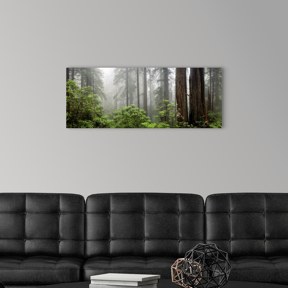 A modern room featuring Trees in misty forest.