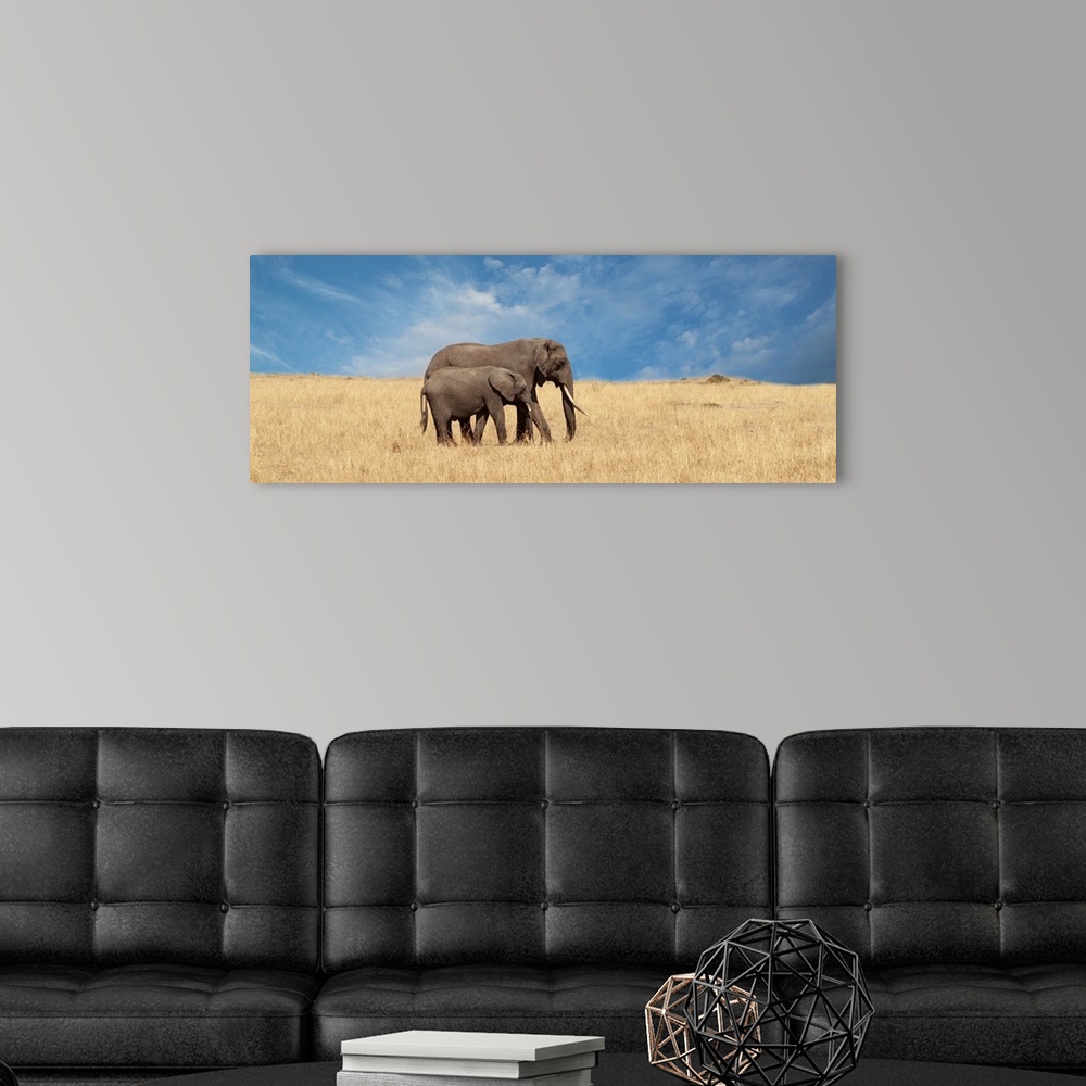 A modern room featuring A panoramic photograph of an elephant and calf walking in a grassy plain.