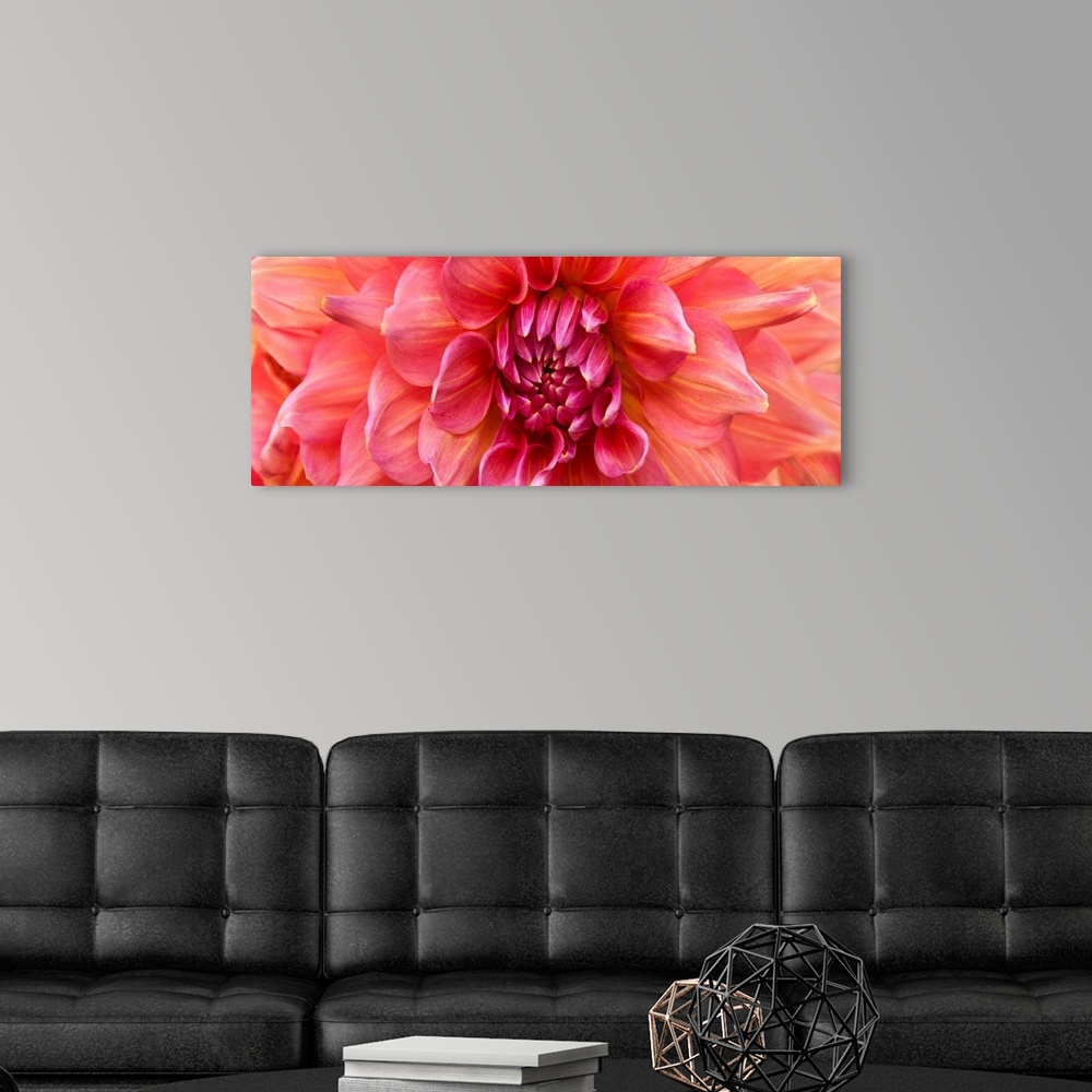A modern room featuring Close up photograph of pink and yellow petals on a dahlia.