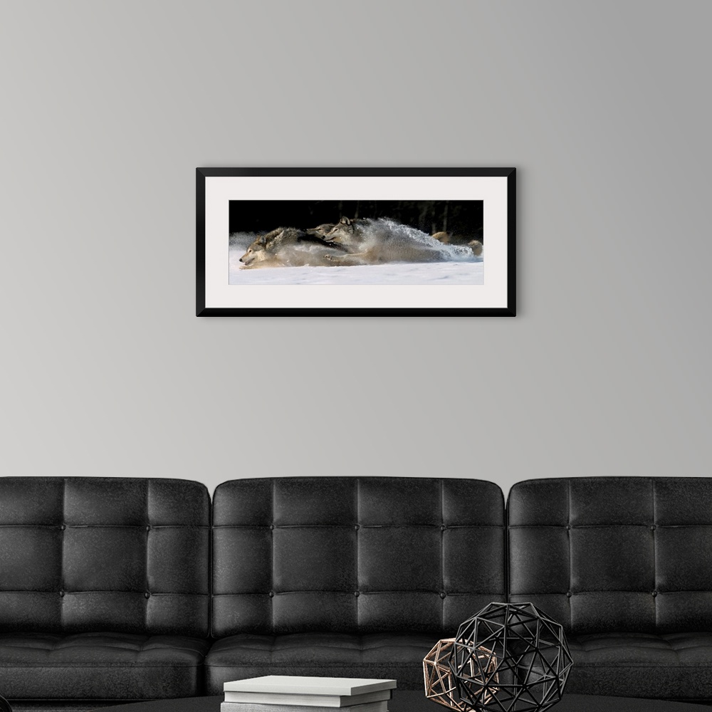A modern room featuring Horizontal photograph on a large canvas of three wolves running through snow, in Alaska.
