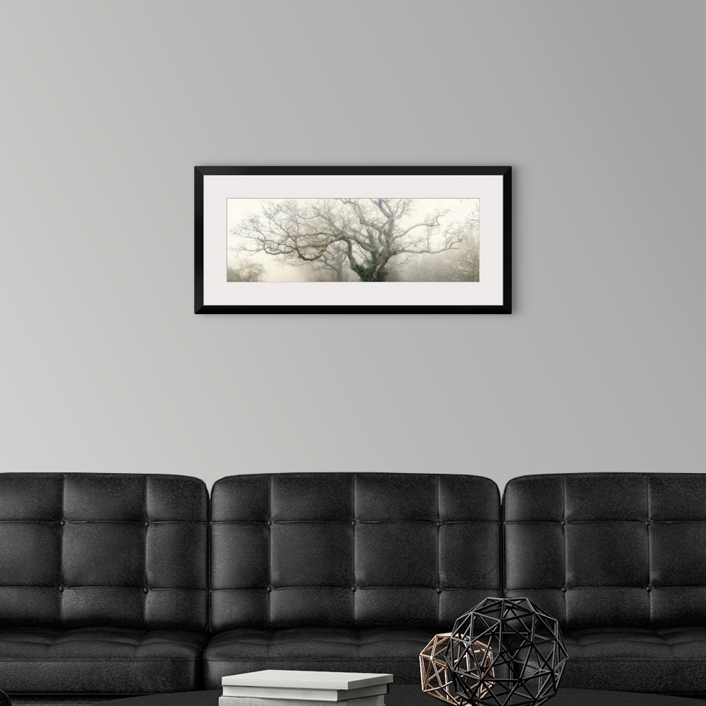 A modern room featuring Panoramic photograph of the top of a tree with large, thick branches coming out in every directio...