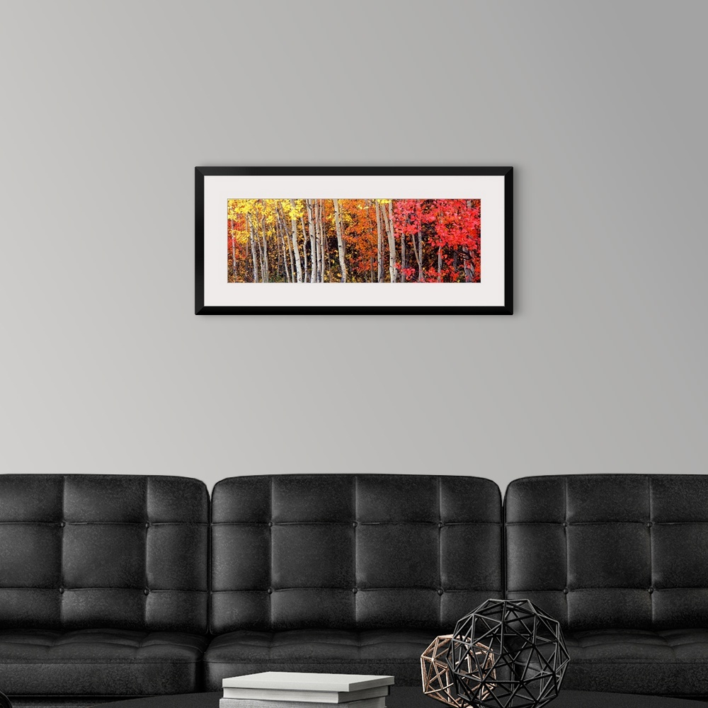 A modern room featuring Large art work for a living room, dining room or office a panoramic of a Rocky Mountain forest of...