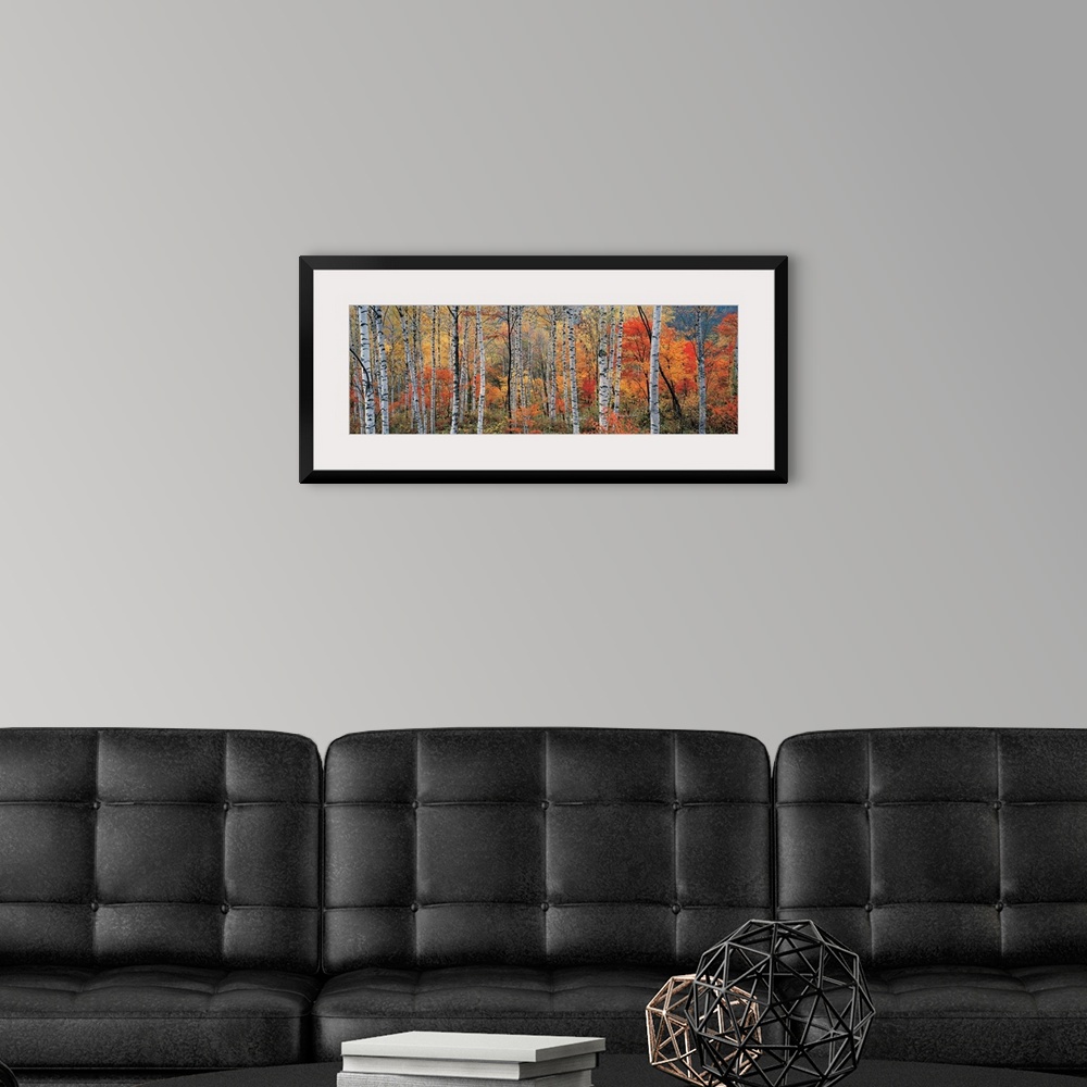A modern room featuring Panoramic photograph of trees in autumn.  Some tree have completely bare branches while others ar...