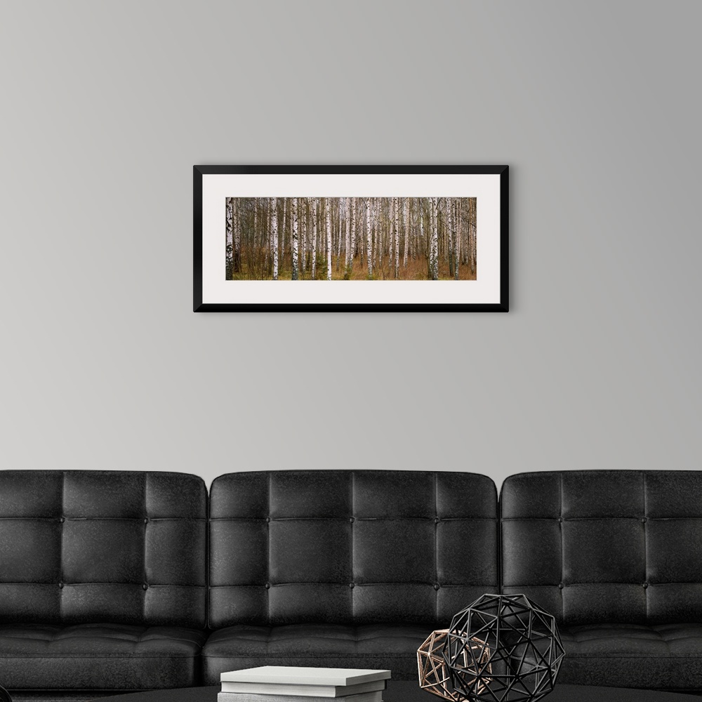 A modern room featuring Wall art photograph of a forest dense with birch trees on a panoramic, landscape canvas.