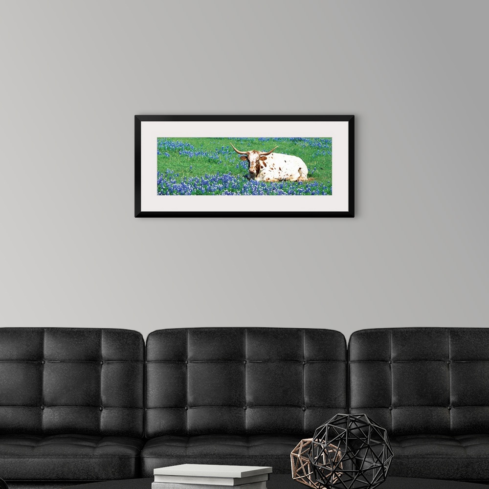 A modern room featuring A steer sitting in a field of bluebonnet flowers in a panoramic photograph.