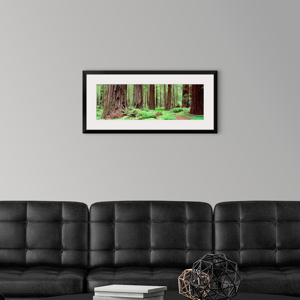 A modern room featuring Panoramic photograph of enormous, thick trees and underbrush on the Avenue Of The Giants in Found...
