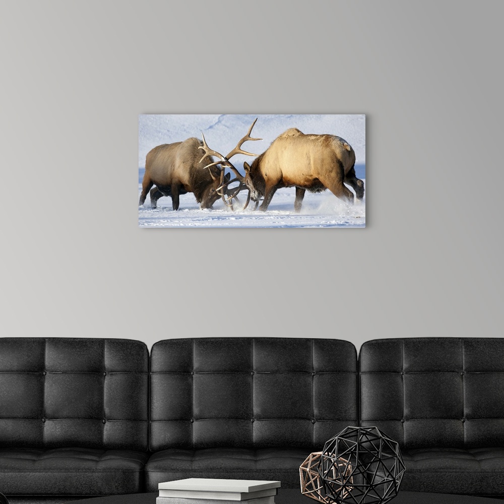 Skuldre på skuldrene Smil kjole Roosevelt elk fight during rut season, Alaska Wildlife Conservation Center  Wall Art, Canvas Prints, Framed Prints, Wall Peels | Great Big Canvas